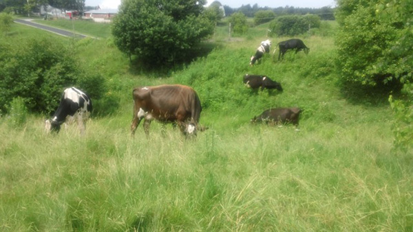 Environment and Behavior_GrazingDiversified